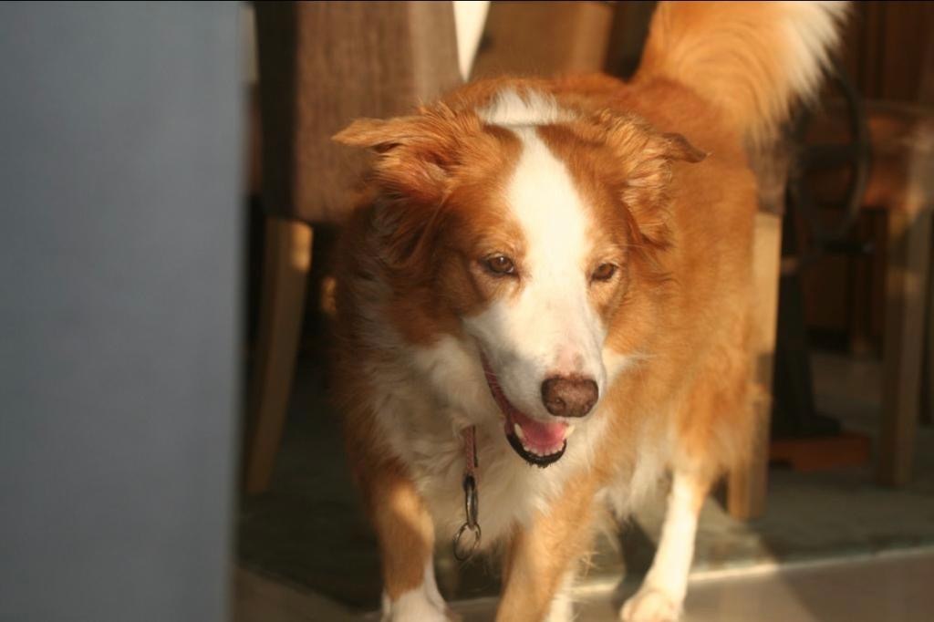 What do you mean my dog is saving the world? (Plastic pick-up initiatives)