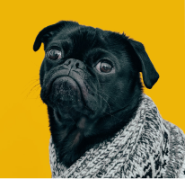 Can the bag handle my Fido’s mess?
(Bag thickness and size)